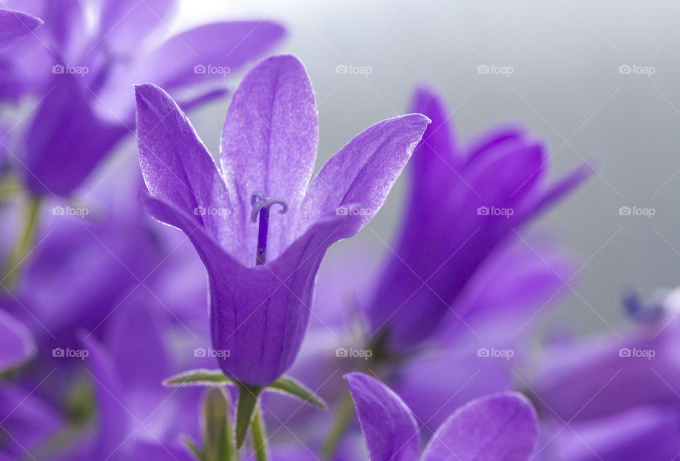 Purple bells