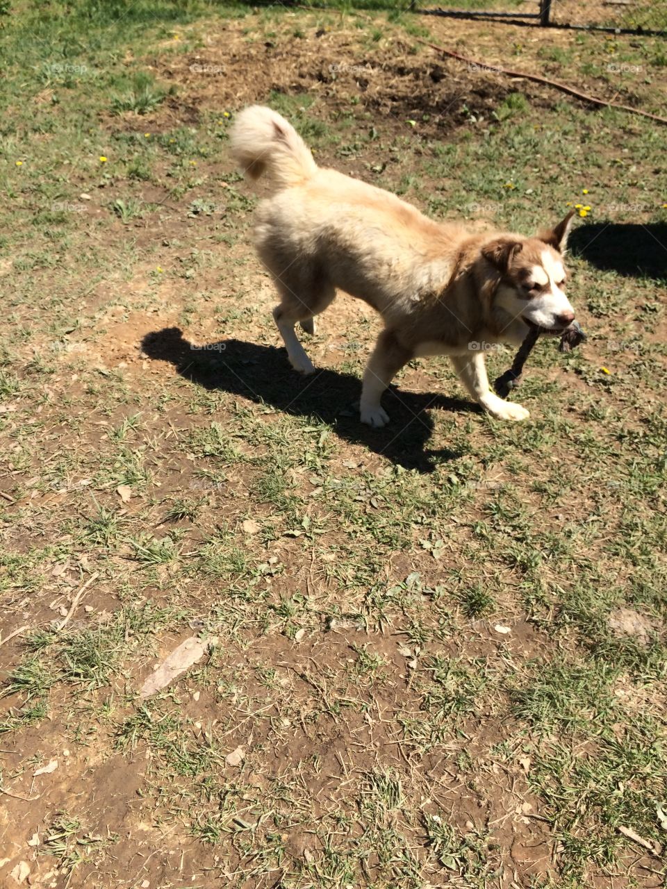 Incredible husky dogs