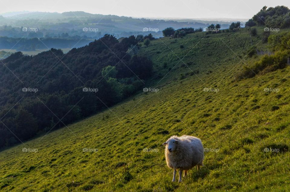 Sheep on the slopes of Old Winchester Hill