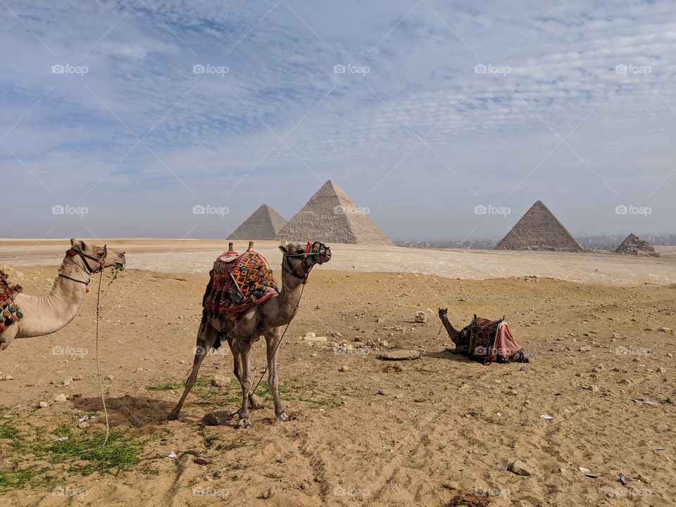 camels in front of the pyramids of Giza, Egypt
