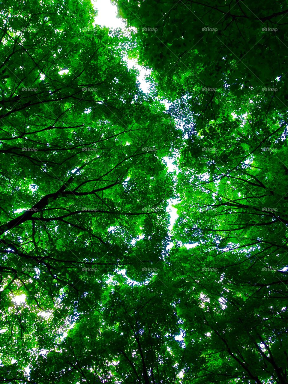 Maple Tree Canopy 