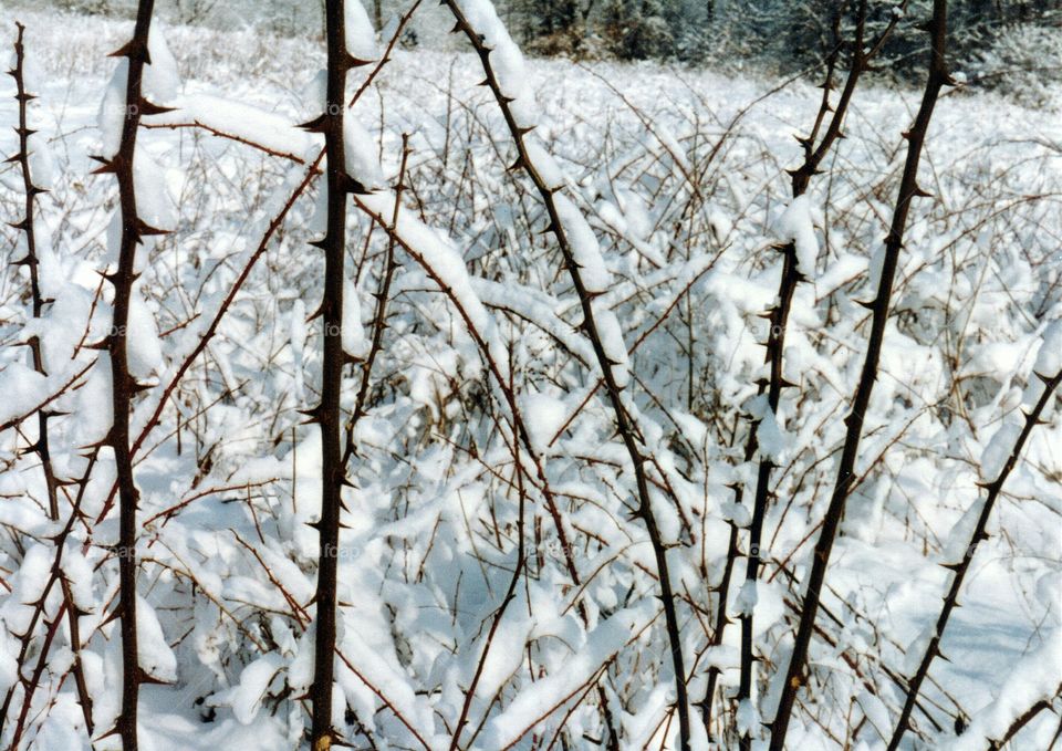 snowcovered thorns. snowcovered thorny vegetation