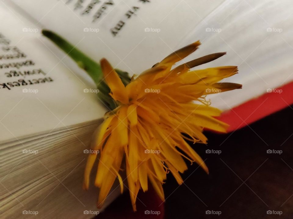 Flower on book