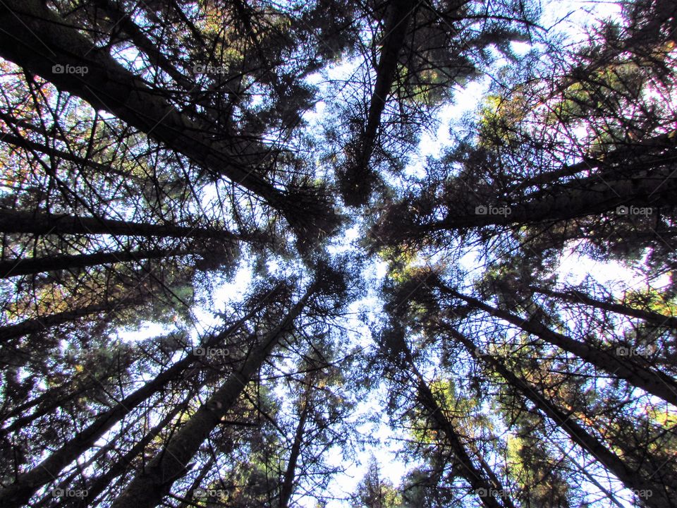 Low angle view of silhouetted trees