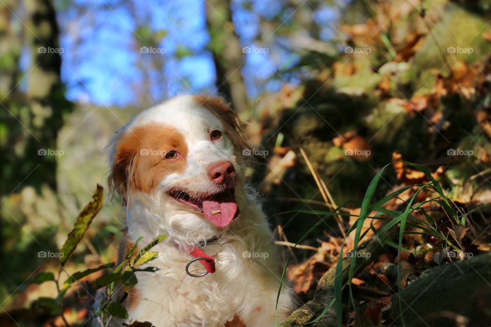 Happy dog 