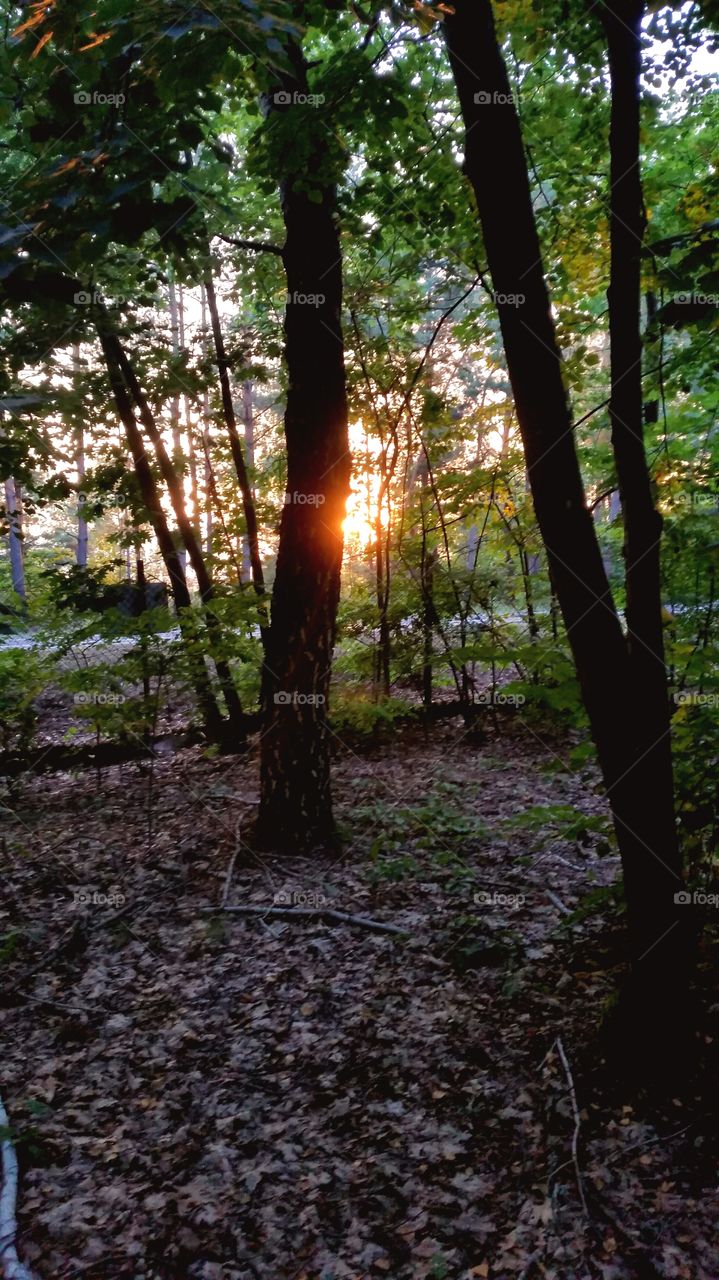 sunset in forest