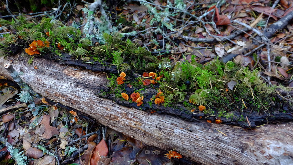 Mushroom on fallen tree trunk