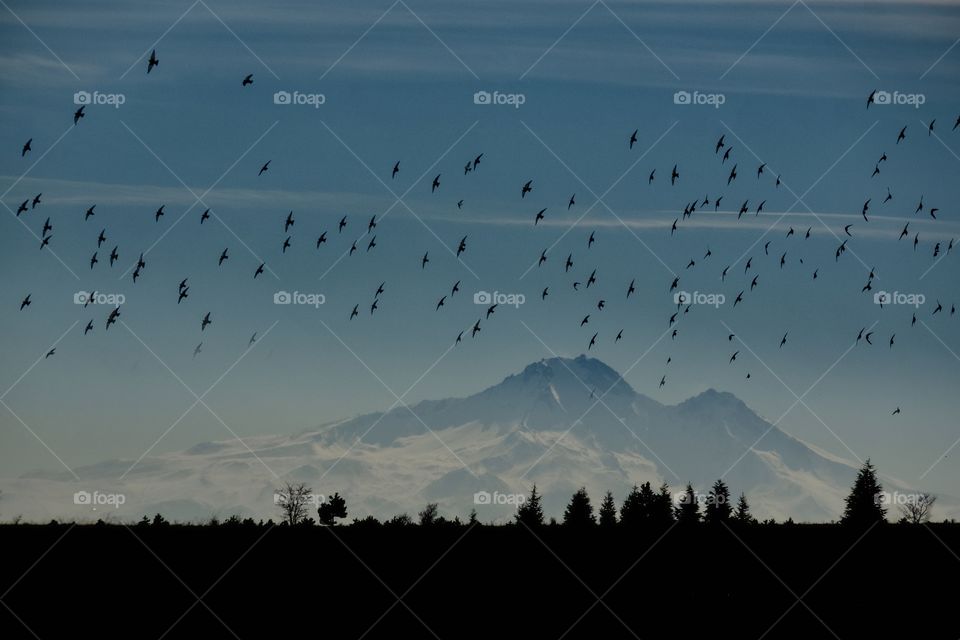 Birds and Mountain in winter