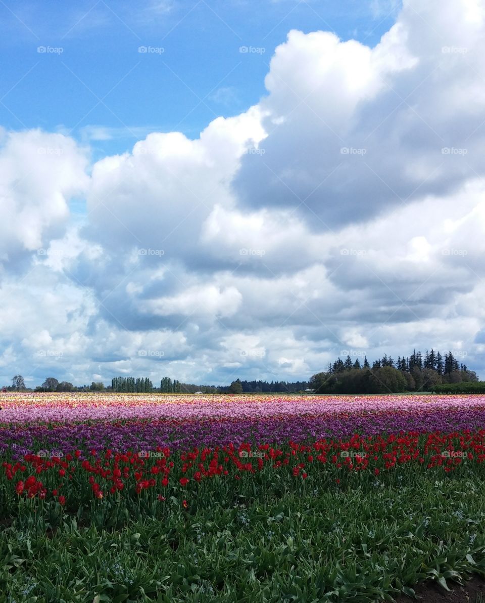 Sunny Cloud. Tulip Festival 2014 Oregon