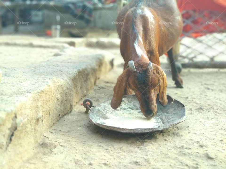 When Goat was eating