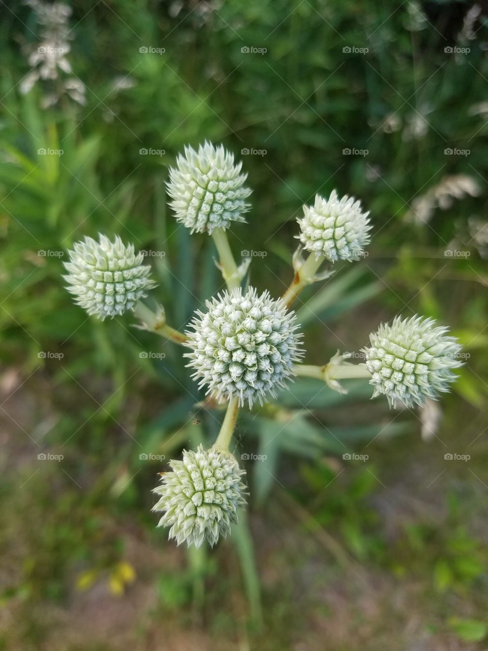 Close-up of a rattlesnake master