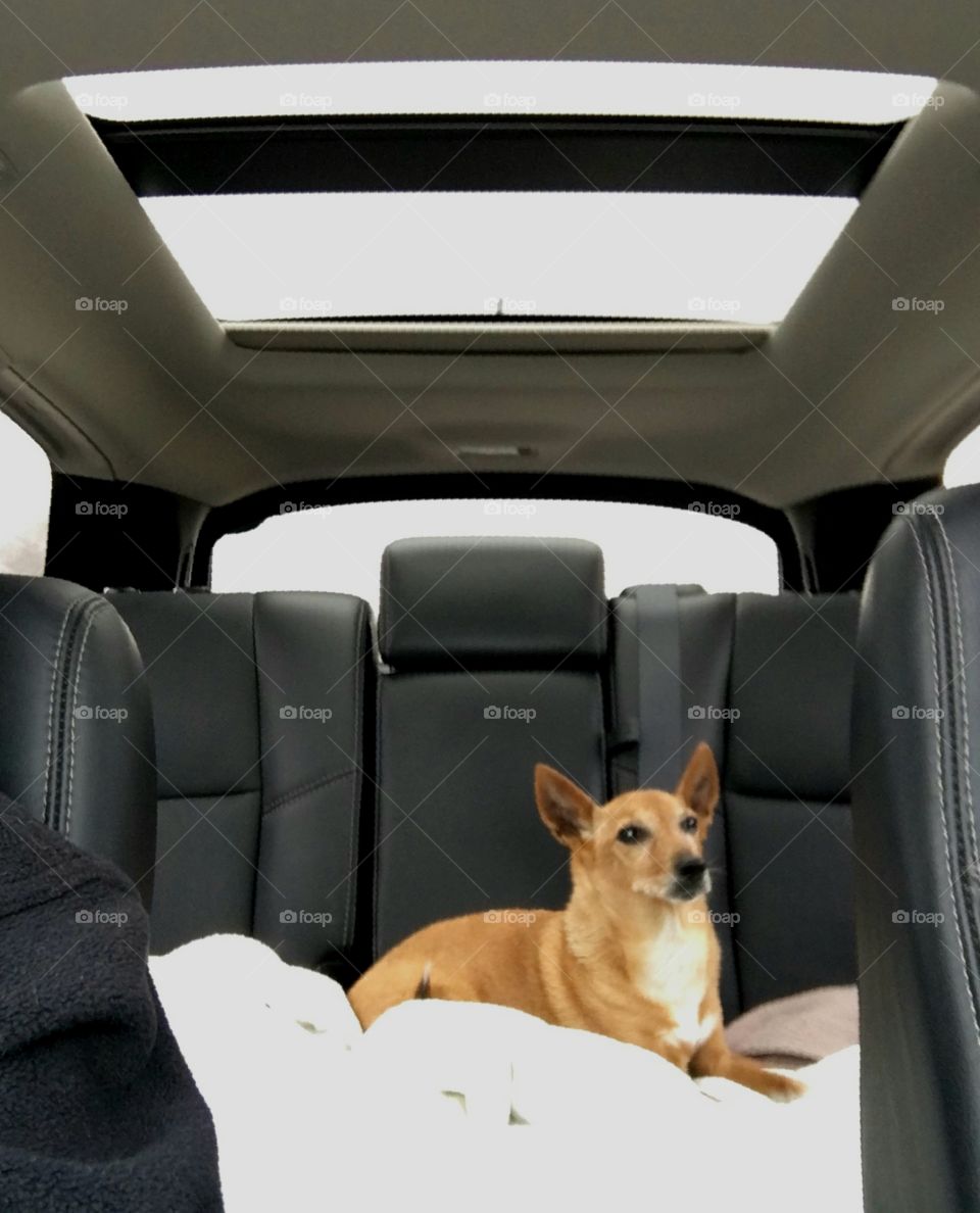 Dog in backseat, all skylights open.