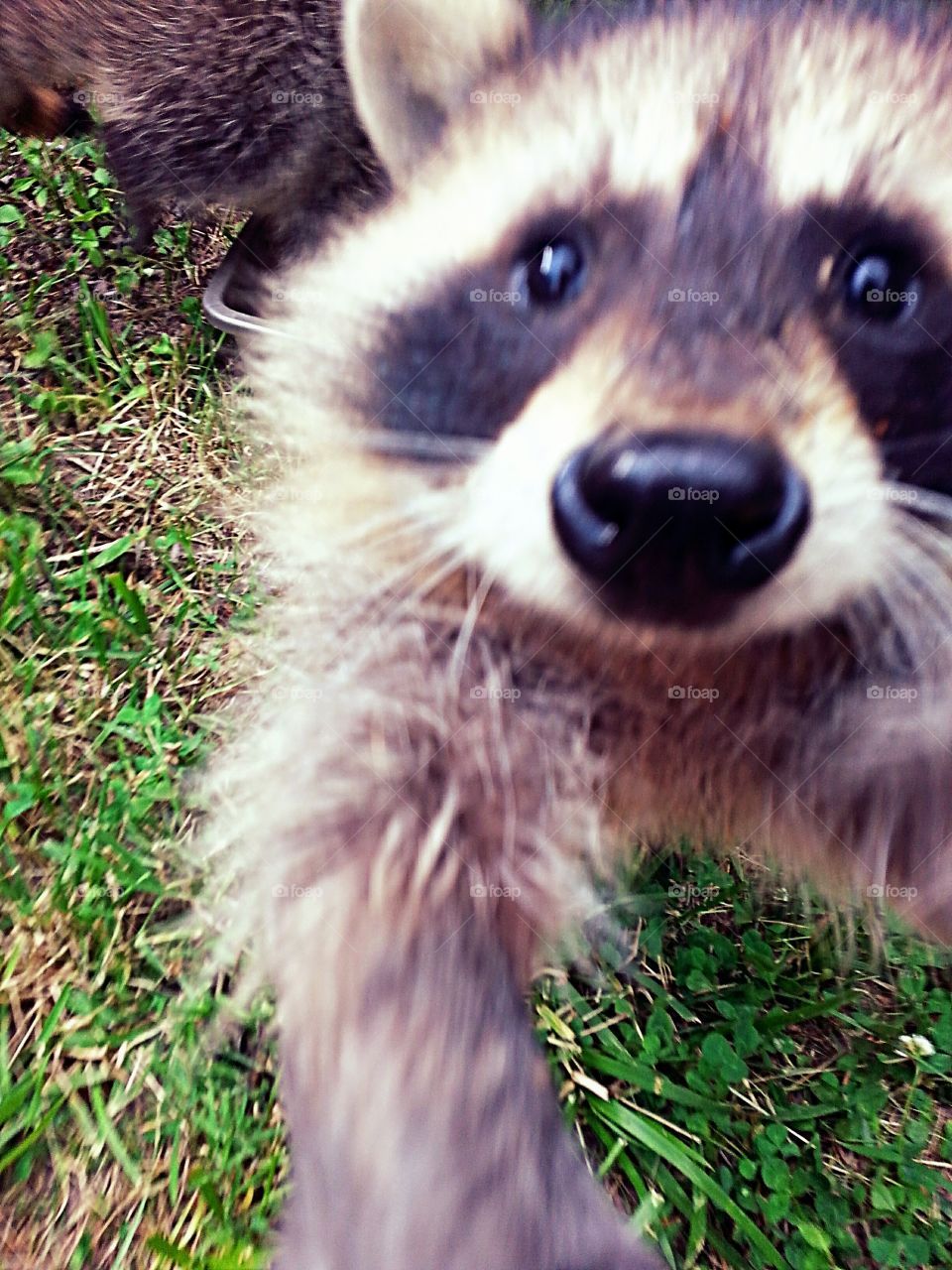 A raccoon reaches to hug the camera.