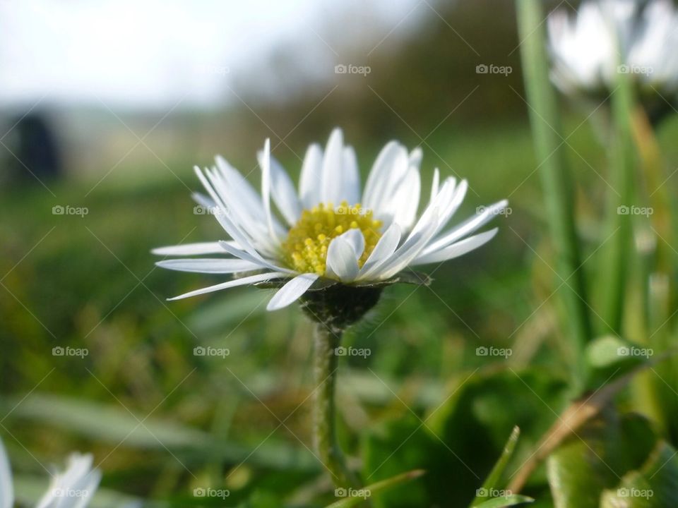 An amazing daisy