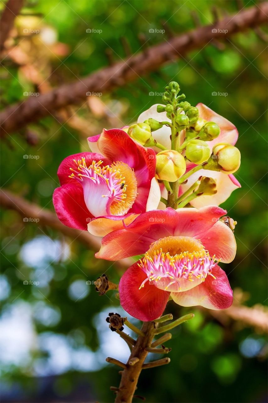 Cannonball flower