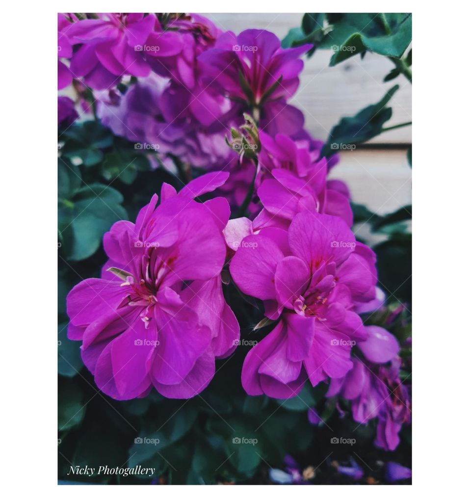 Beauty of nature 💜