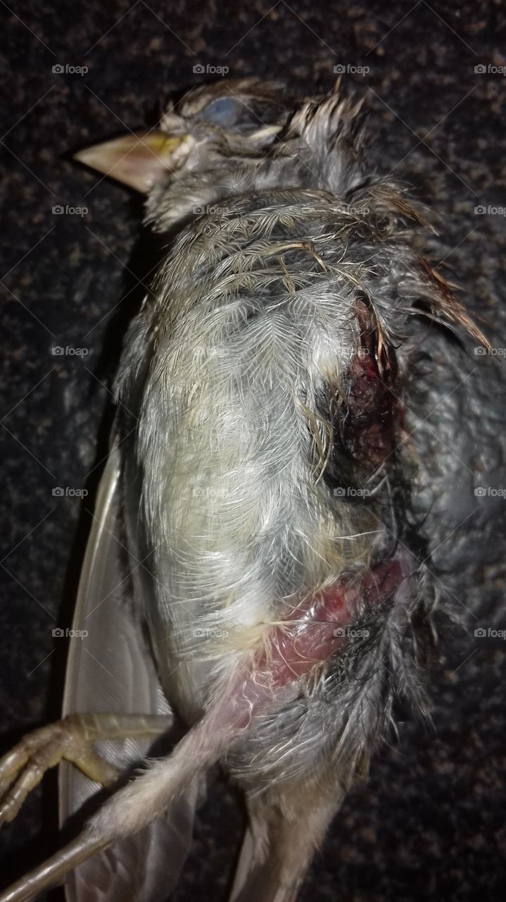 Bird injured because of me.