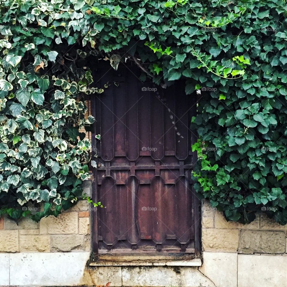 Mysterious Wooden Door 