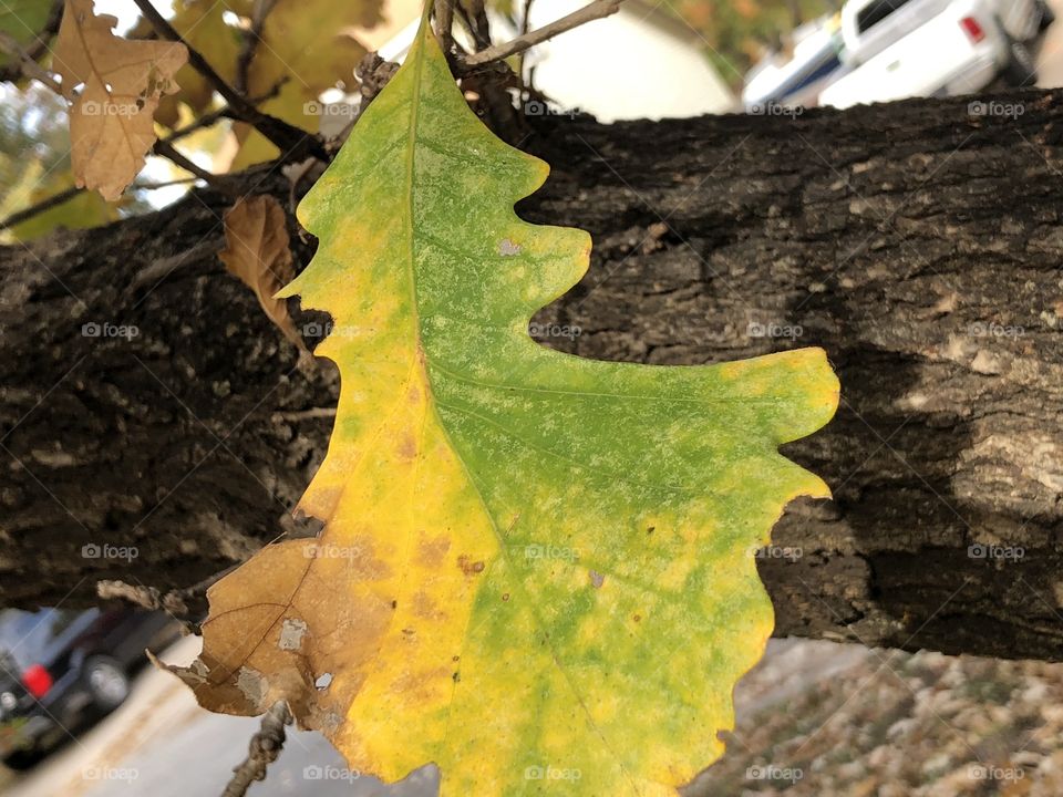 Lovely half yellow and half green leaf