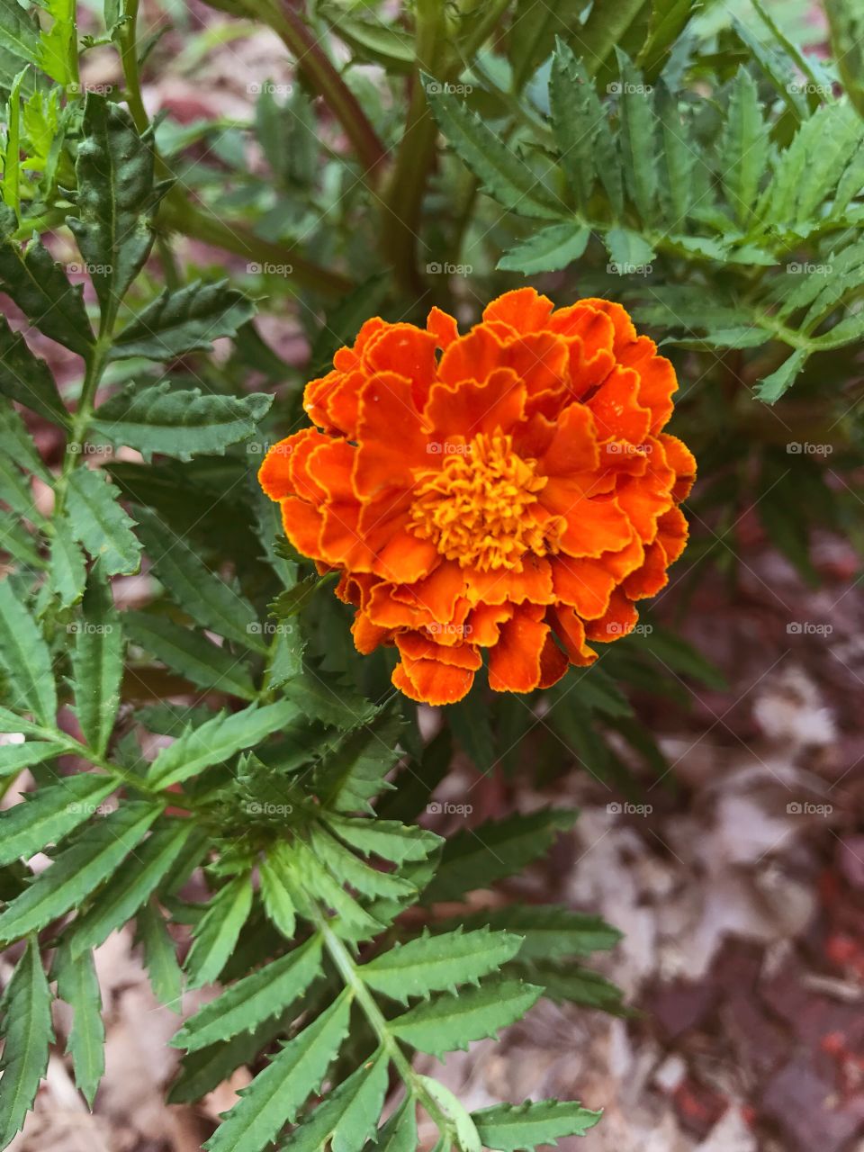 Marigold