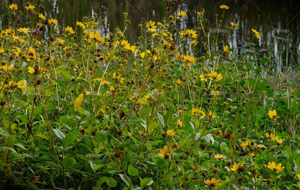 A vibrant field of golden daisies growing at the waters edge.