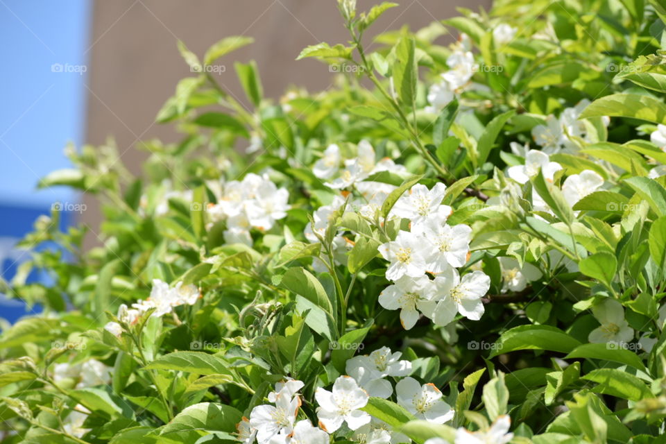 white flower bush