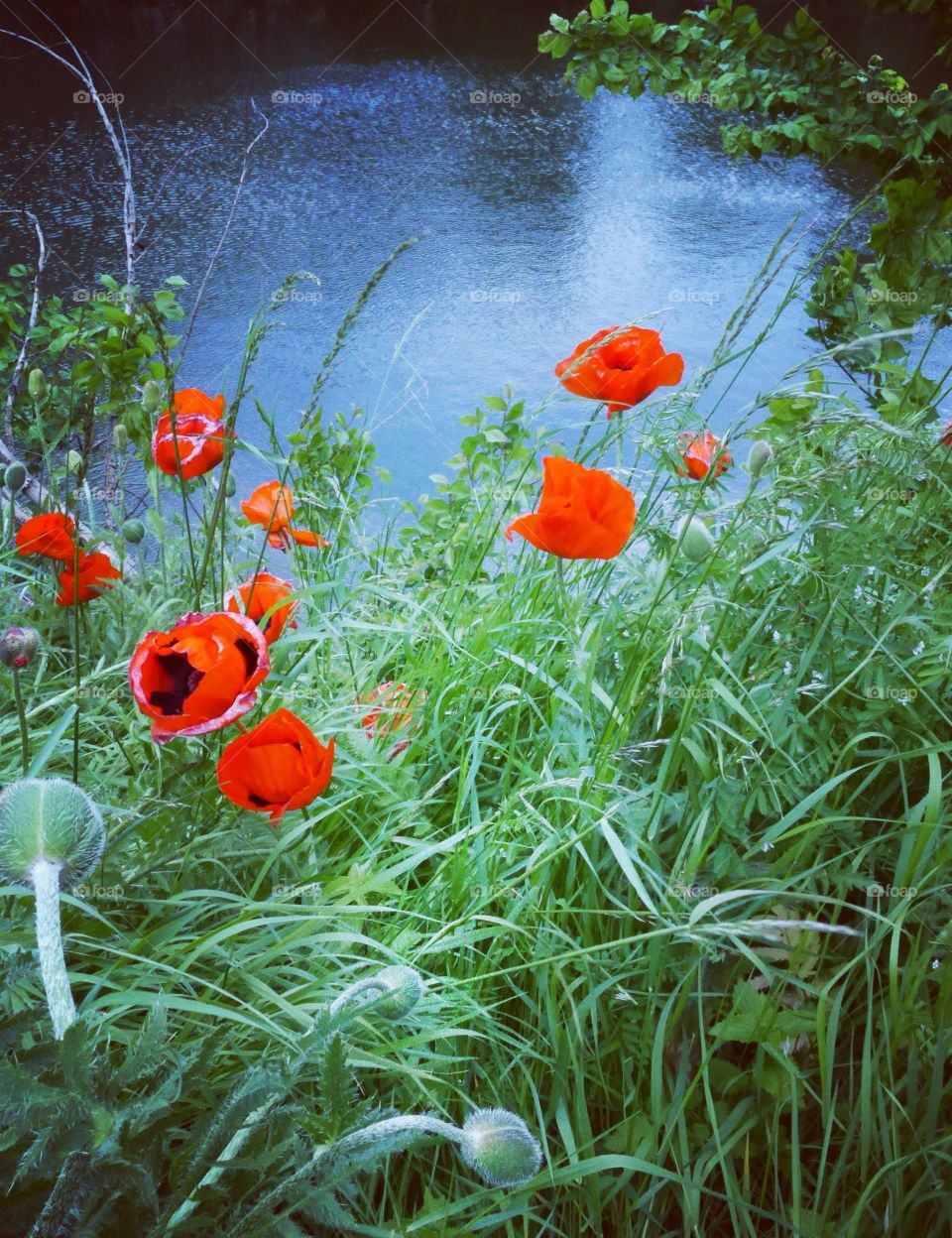 Poppies. Red poppies