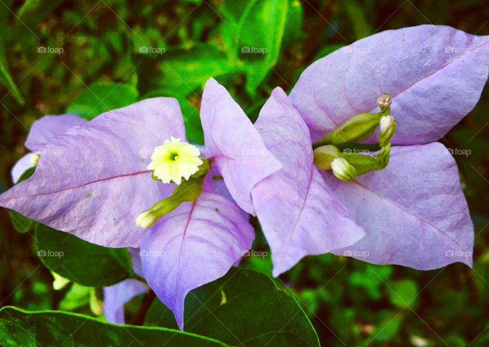 🌹 🇺🇸 Very beautiful flowers to brighten our day.  Live nature and its beauty. Did you like the delicate petals? / 🇧🇷 Flores muito bonitas para alegrar nosso dia. Viva a natureza e sua beleza. Gostaram das pétalas delicadas? 
