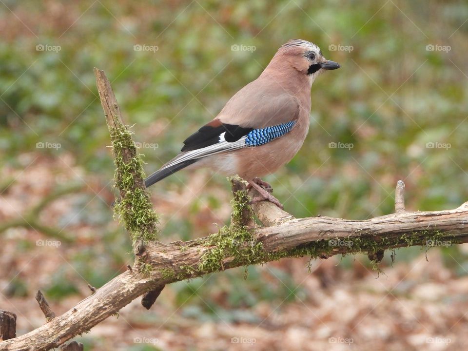 A Jay on a tree stump 