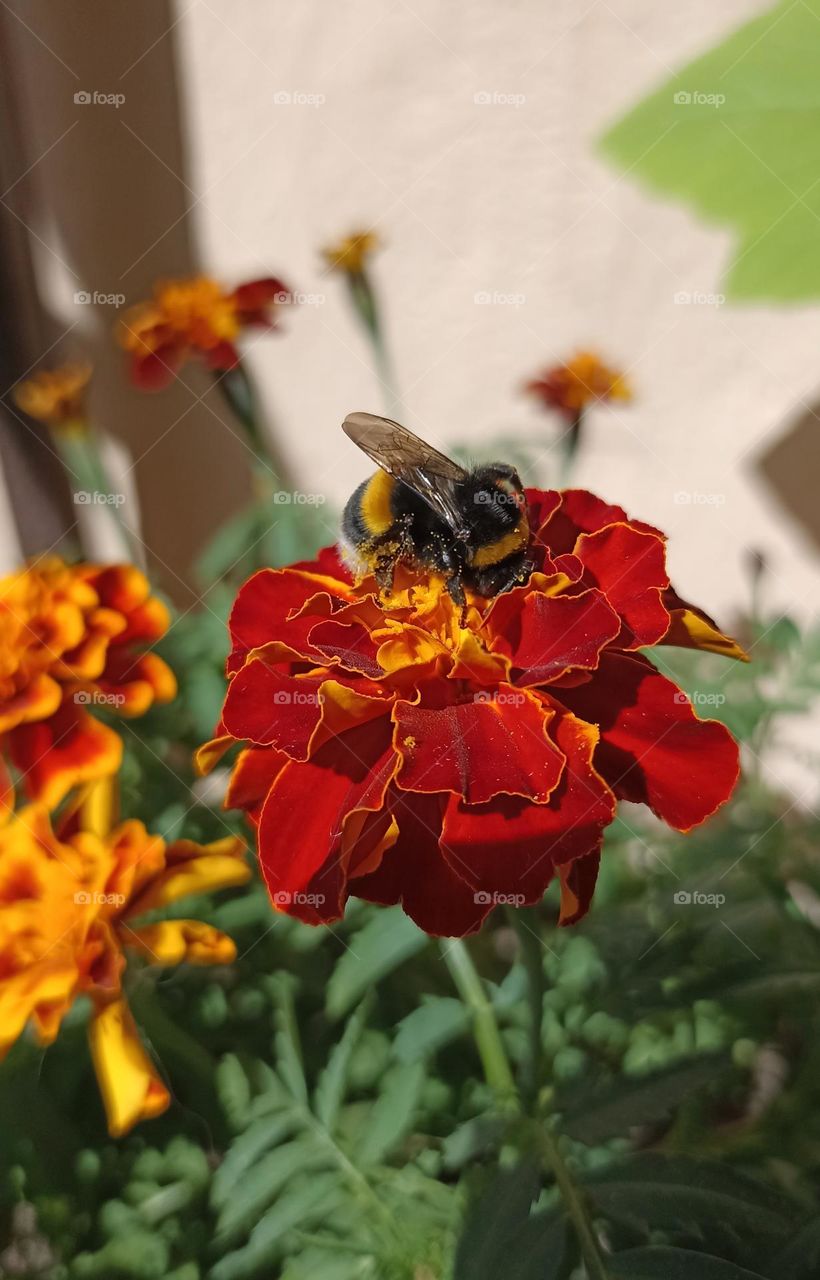 bumblebee on a flowers close up summer time beautiful nature