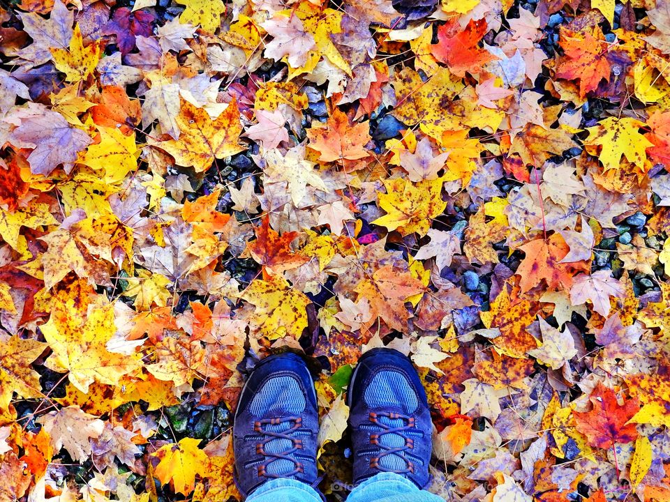 Hiking in the forest on a fall day in central Indiana 