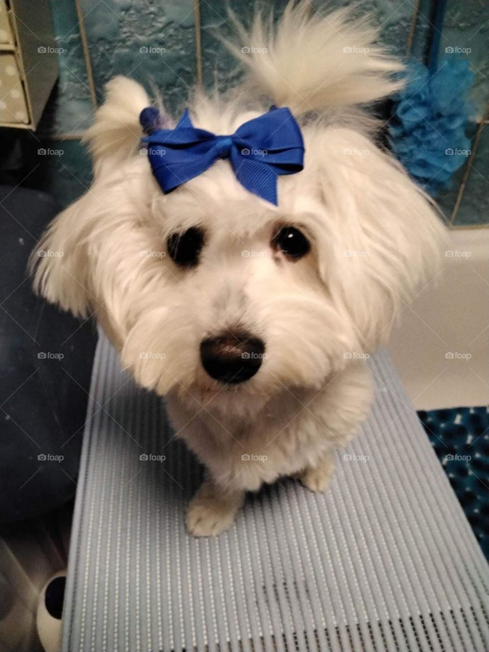 Bichon , maltese , white , hair , comics , dos , puppy