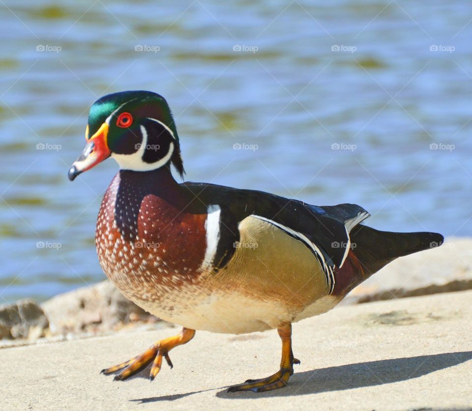 Enjoying a beautiful day at a duck pond watching a duck walk.