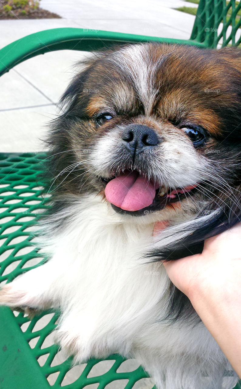 Pekingese dog looking directly at camera