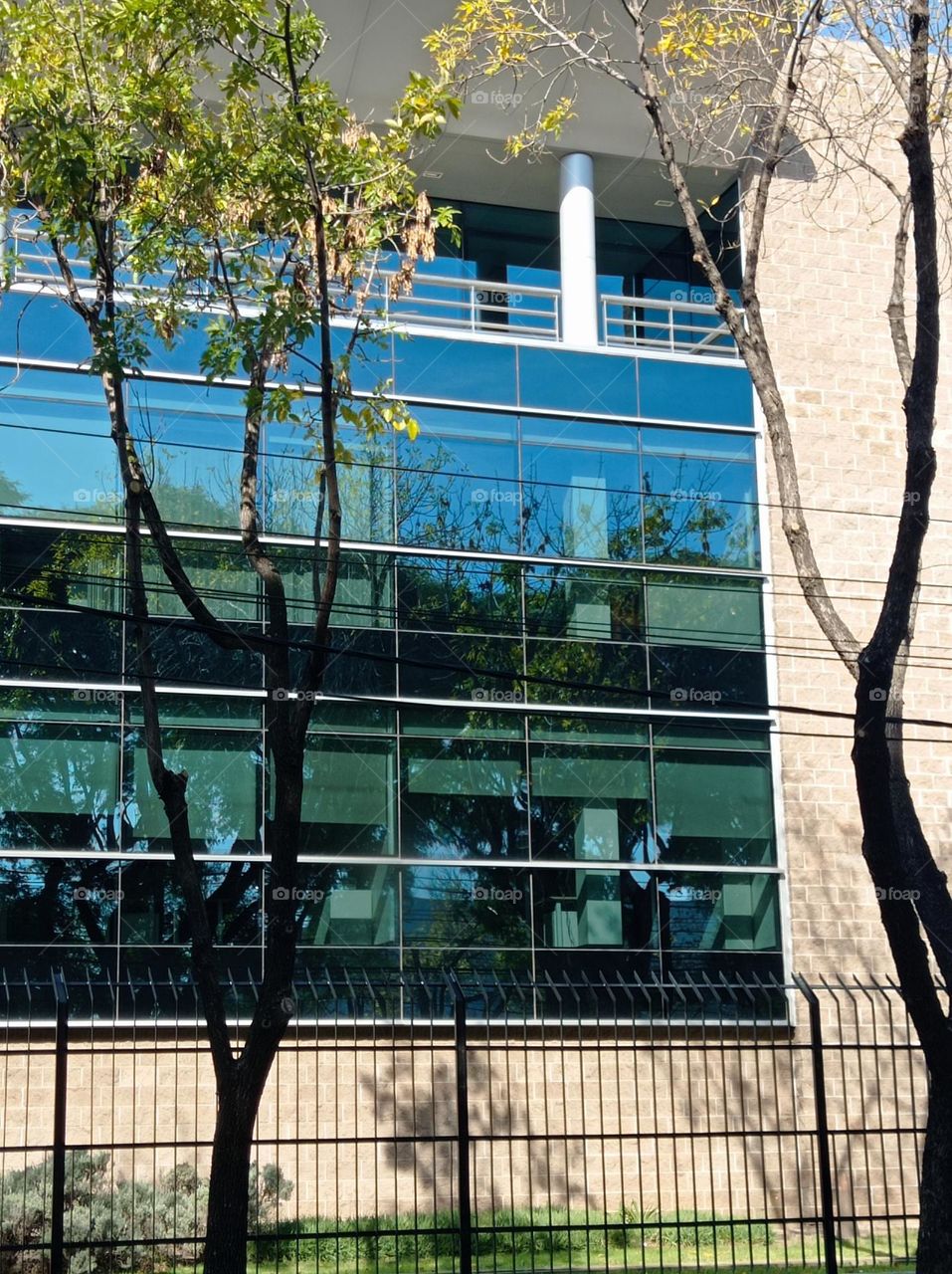 Trees on glass / arboles en los vidrios