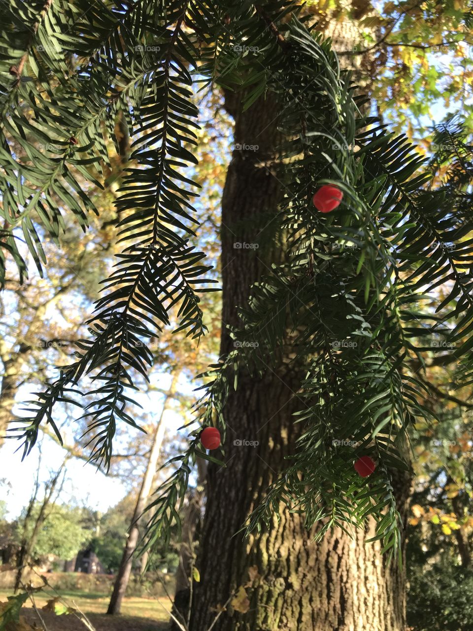 Berries in fall