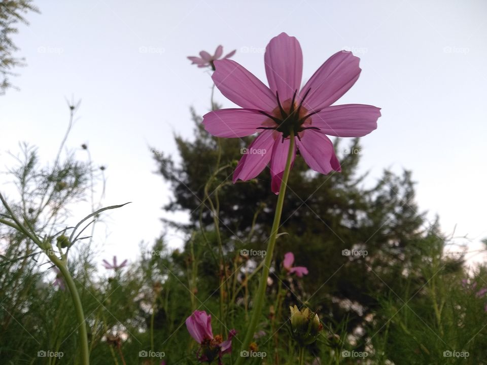 Purple beauty