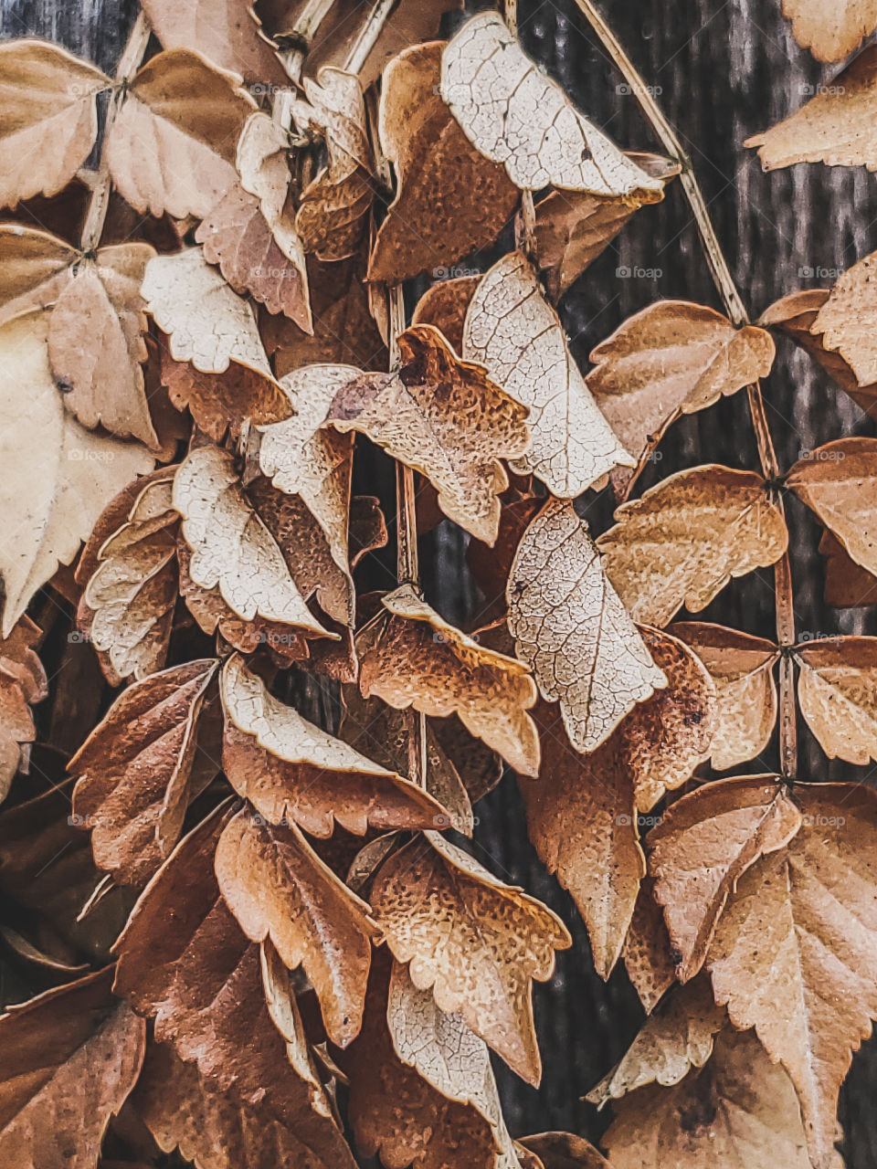 Winter in the southern parts of N. America don't see much snow,  but we occasional have freezing temperatures that wither flora and create beautiful brown and tan hues.