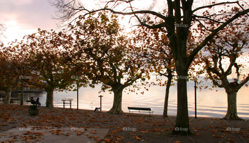 zug switzerland travel tree leaves by cmosphotos