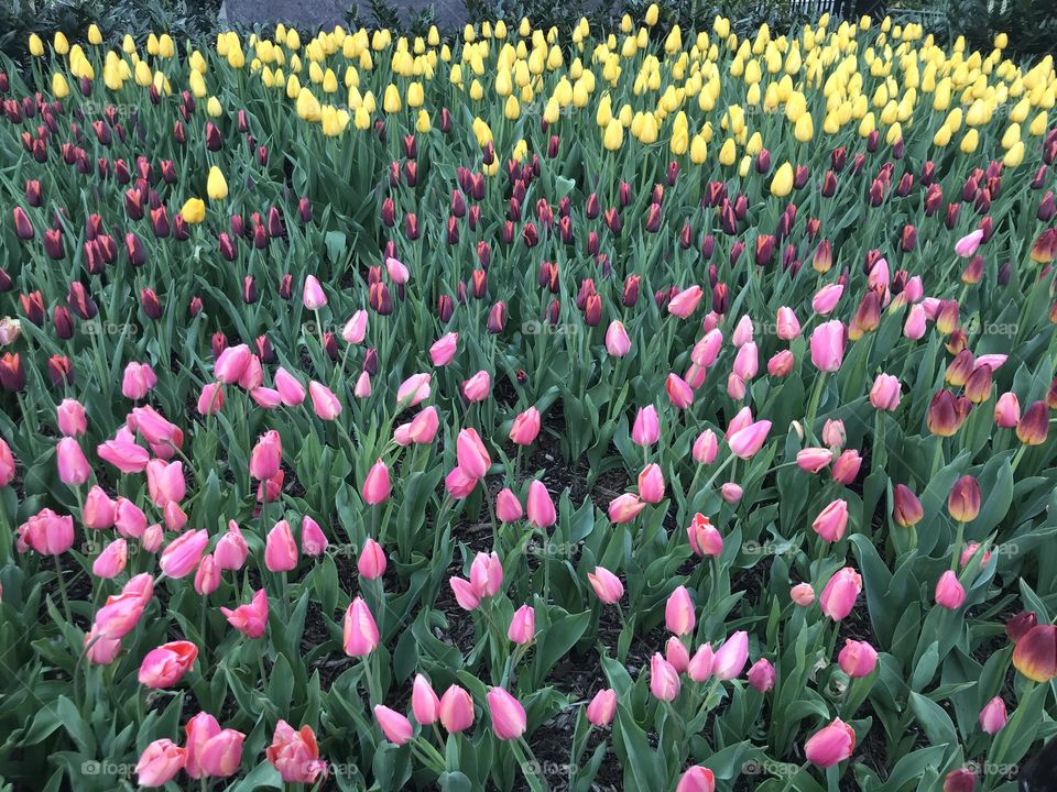 Multicolored field of tulips