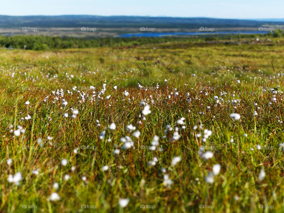 Cotton Grass