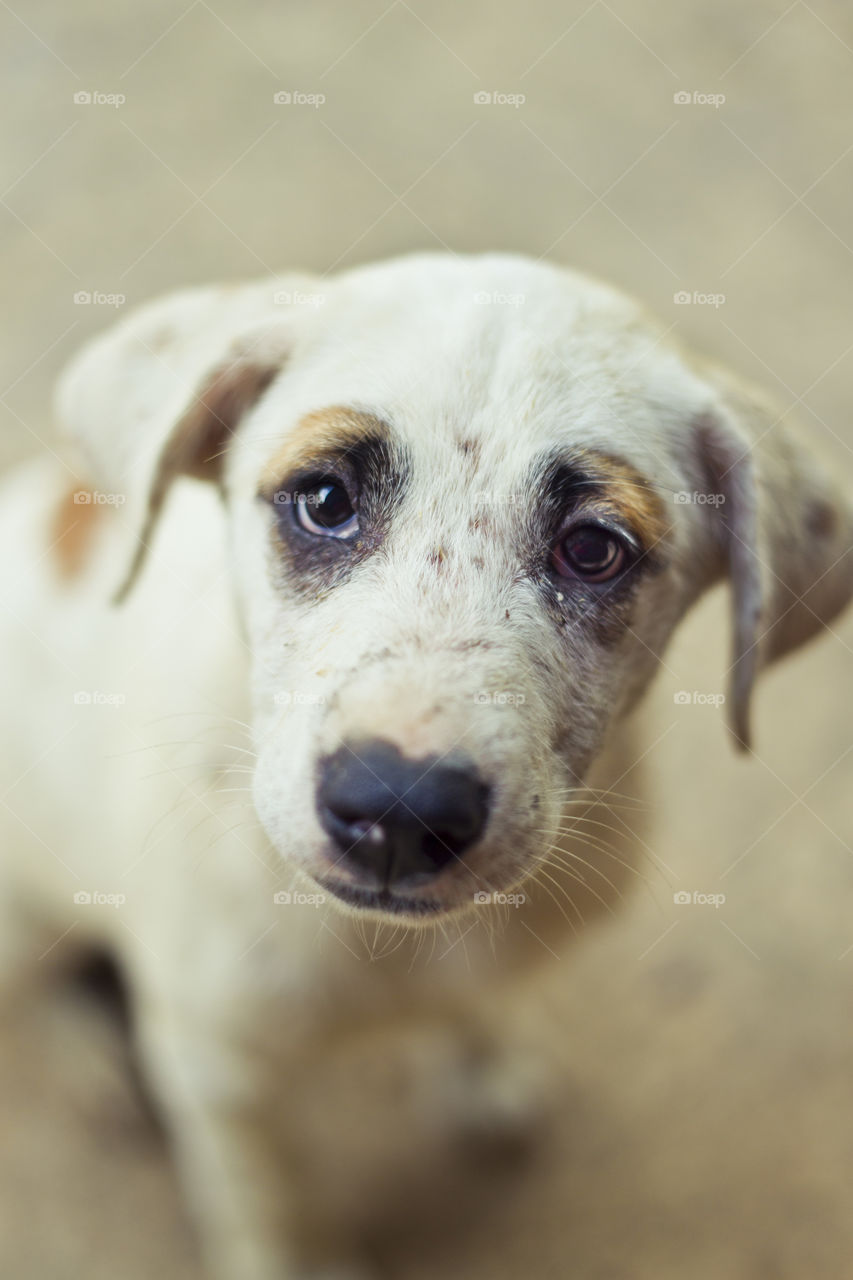 cute lovely puppy dog face. close up portrait of cute dog