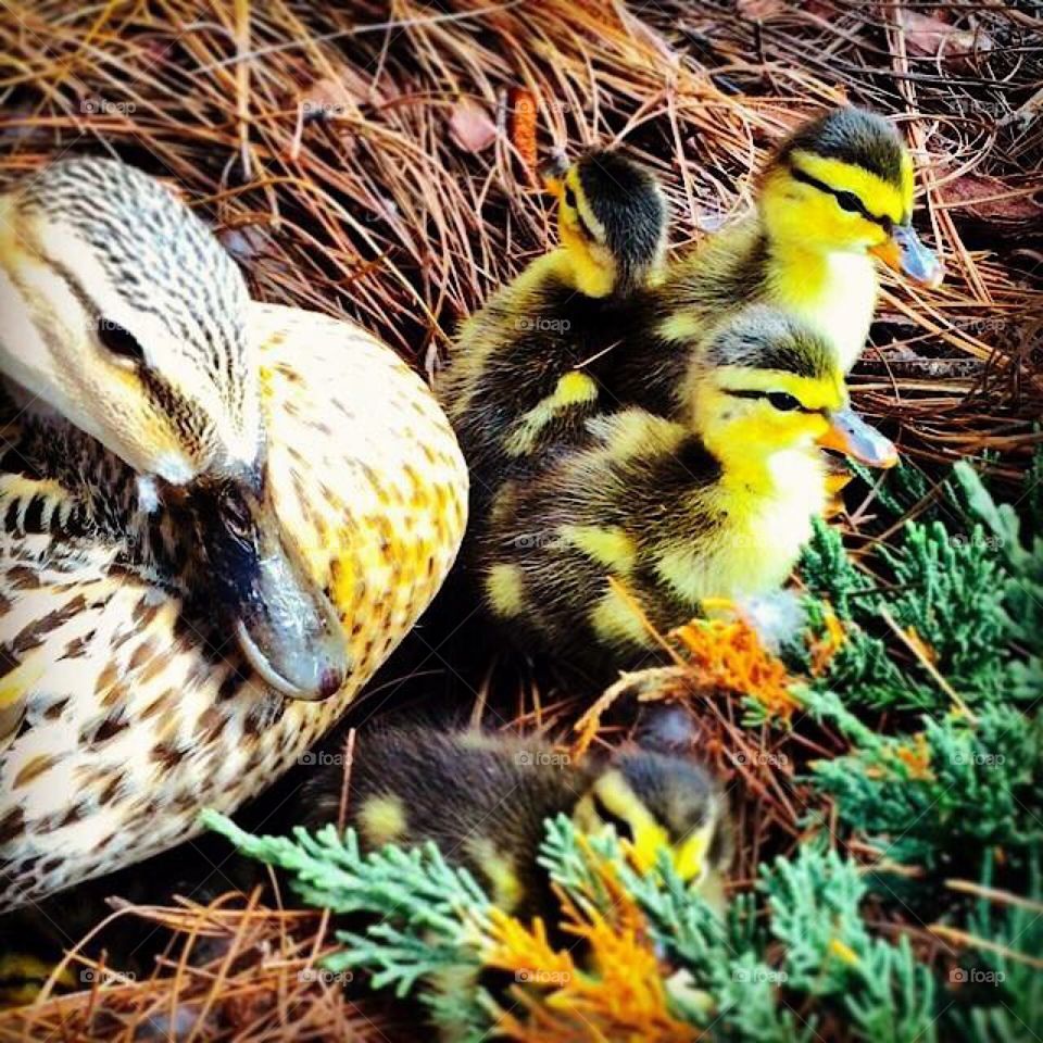 Mother and Ducklings 