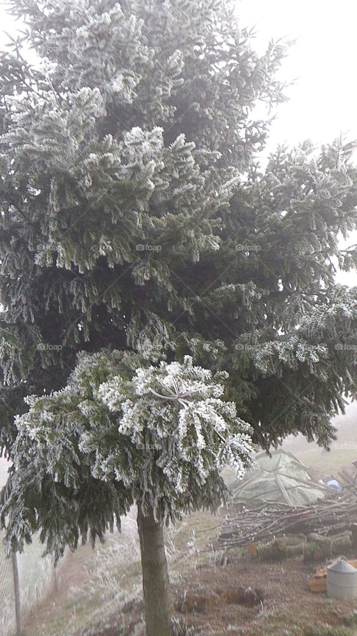 Sapin de neige
