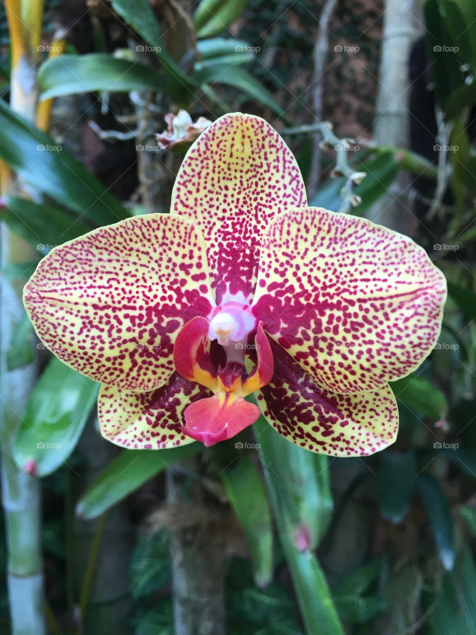 Orchid Phalaenopsis flower 