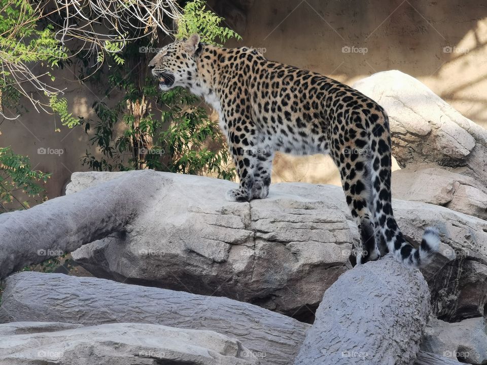 Leopard standing on a rock