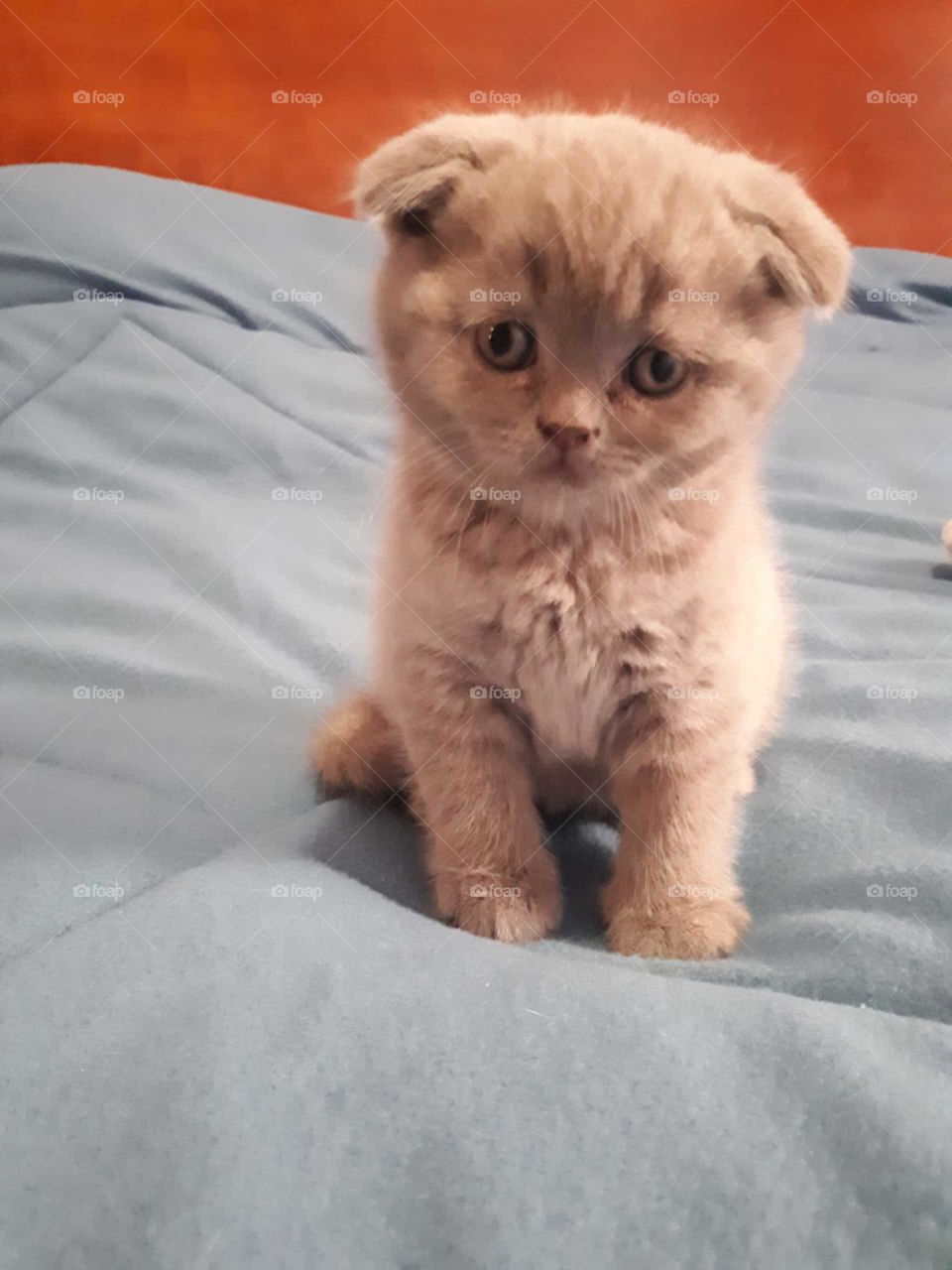 kitten