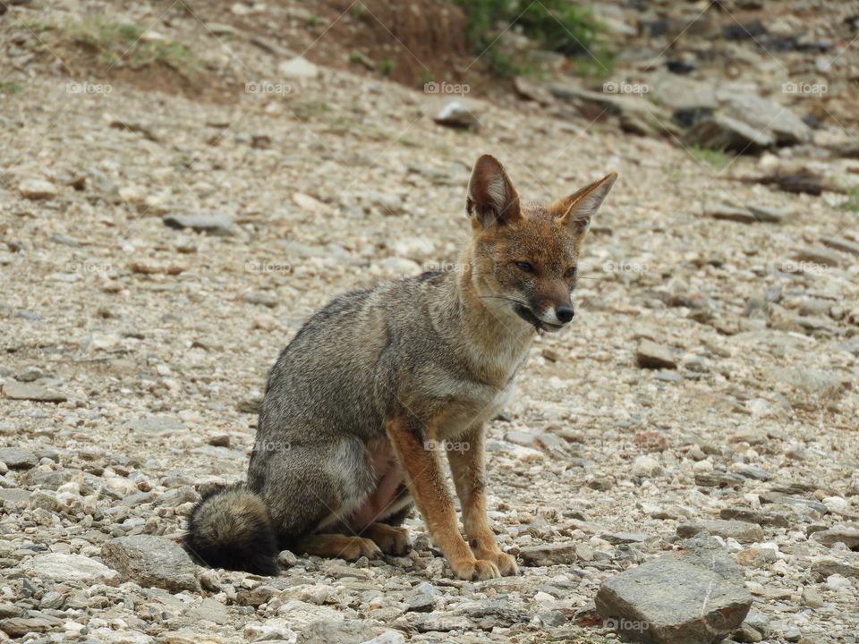 Zorro animal Fauna Naturaleza Sierra