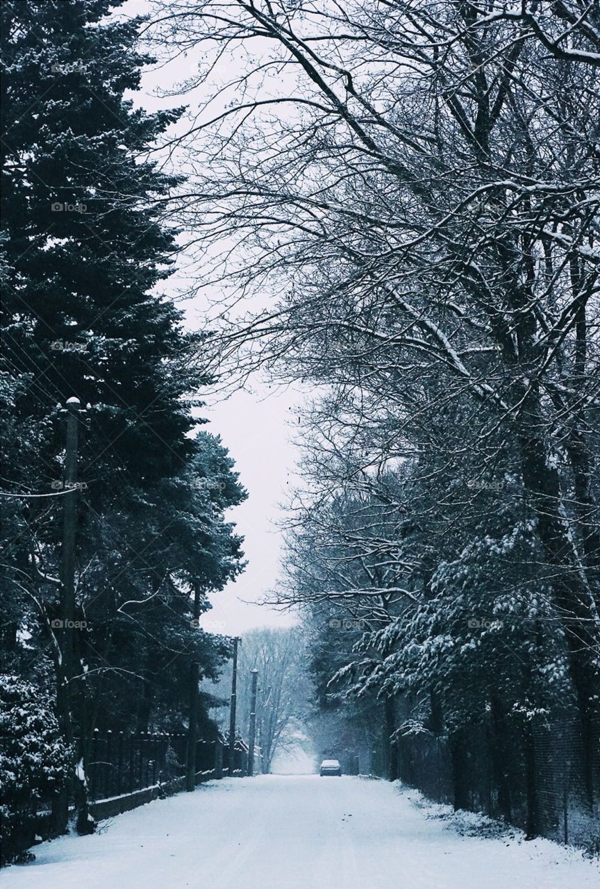 Winter Wonderland.