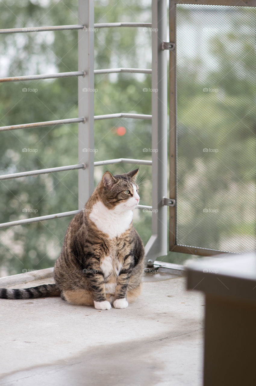 Fat cat grey with stripes sitting on a balcony